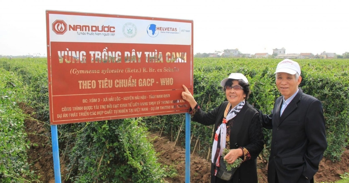 Dây thìa canh và bước tiến khoa học trong hỗ trợ kiểm soát đường huyết