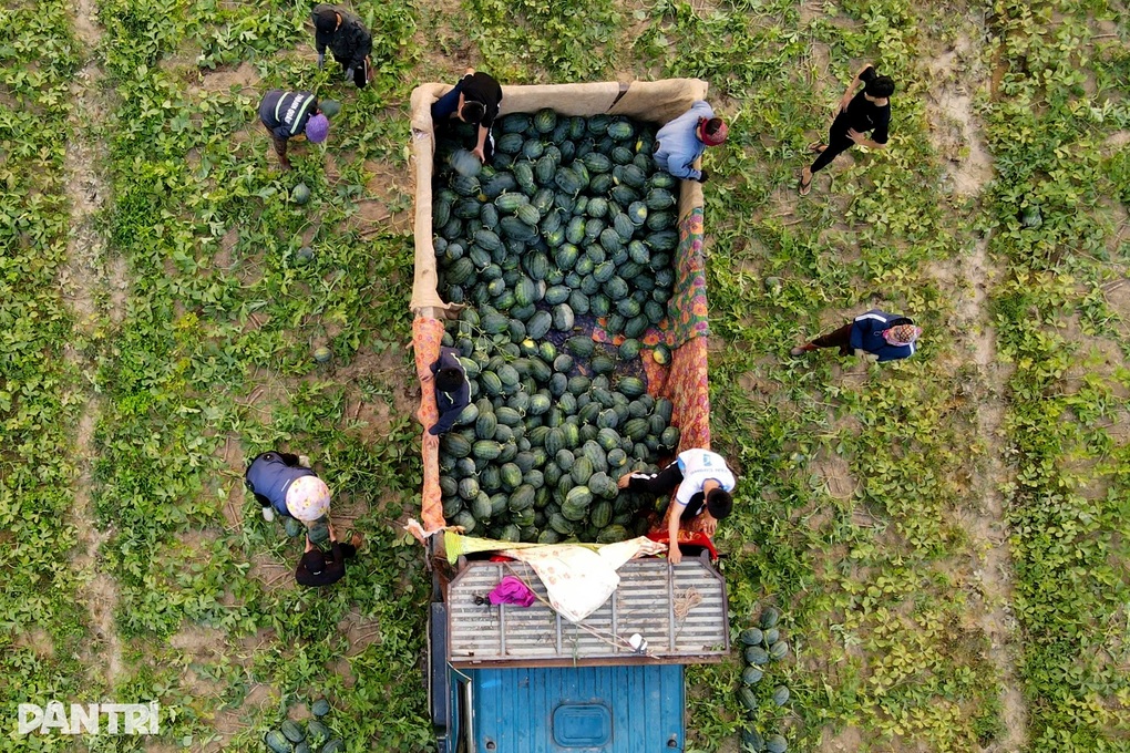 Dưa hấu lại rơi cảnh 2.000-3.000 đồng/kg, nông dân càng bán càng lỗ - 1