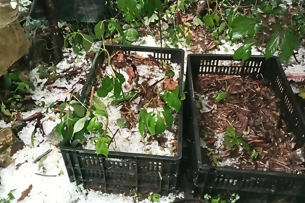 Cây “quốc bảo” bị thiên tai tàn phá, nhiều gốc phủ trắng đá - 1