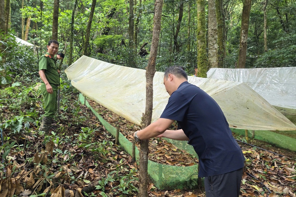 Cây “quốc bảo” bị thiên tai tàn phá, nhiều gốc phủ trắng đá - 2