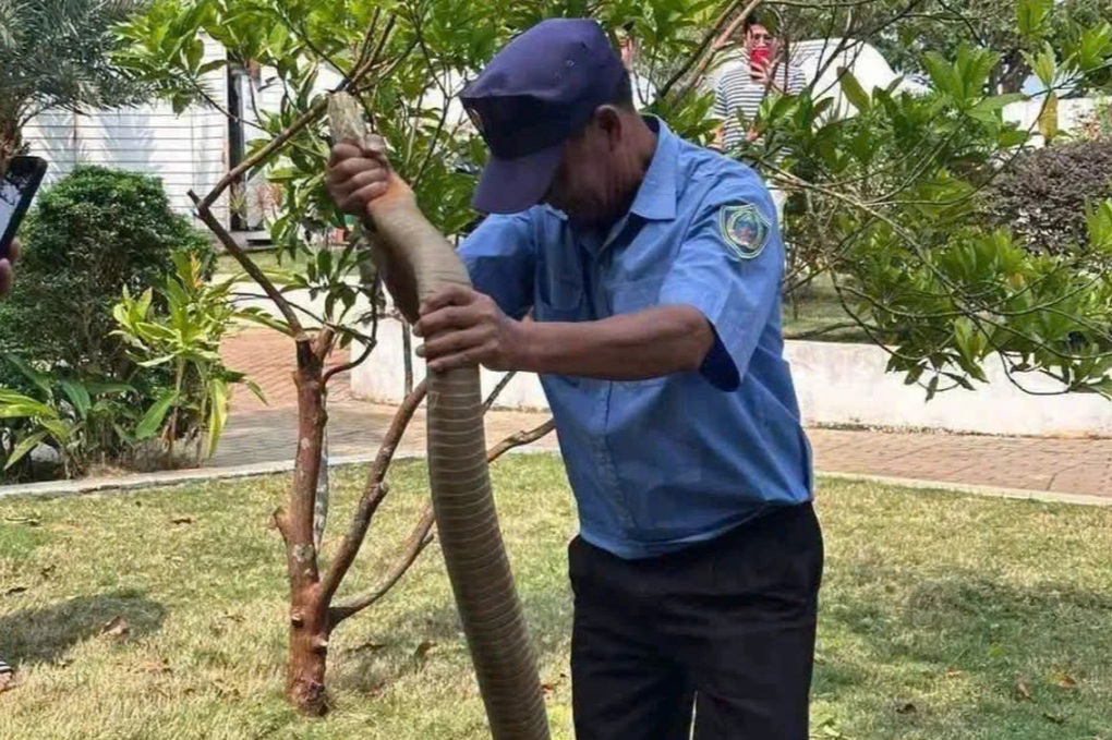 Rắn dài 3m bò vào sân bệnh viện là hổ mang chúa cực độc - 1