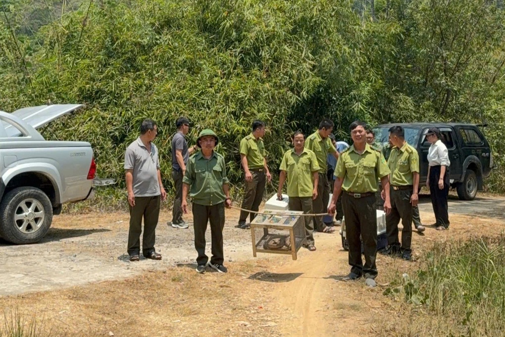 Rắn dài 3m bò vào sân bệnh viện là hổ mang chúa cực độc - 2