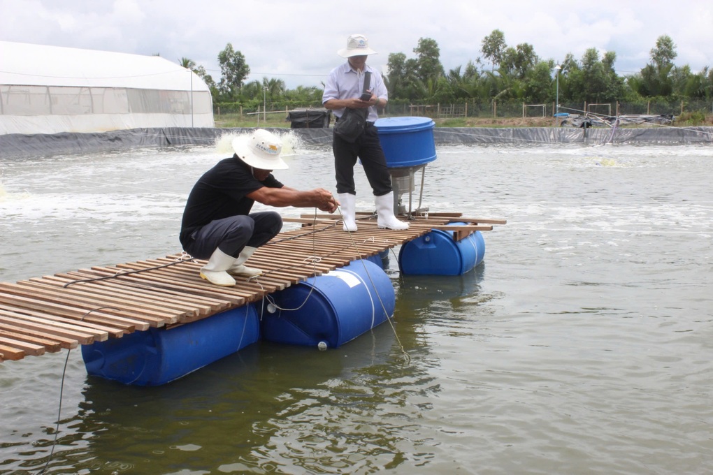 Chi phí tăng vọt, người nuôi tôm miền Tây đối mặt nguy cơ treo ao - 1