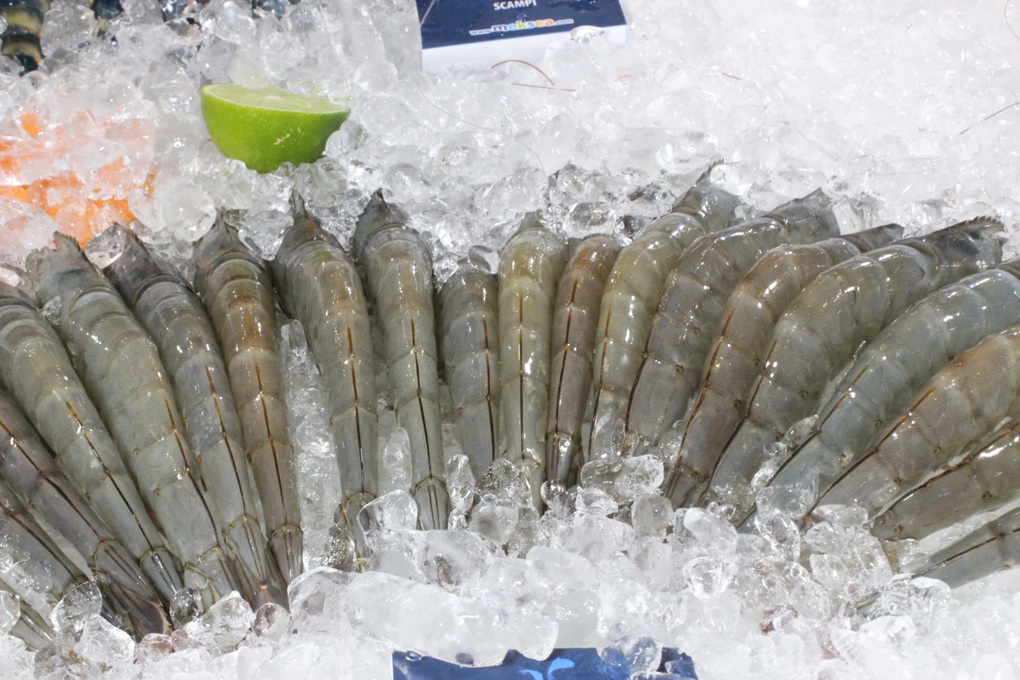 Chi phí tăng vọt, người nuôi tôm miền Tây đối mặt nguy cơ treo ao - 2