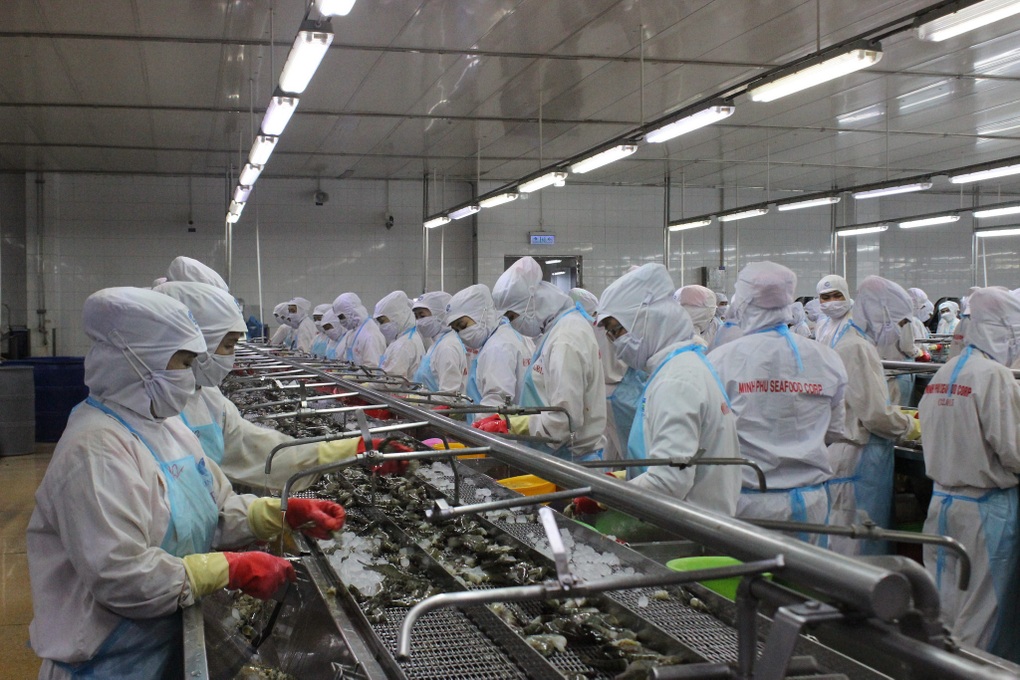 Chi phí tăng vọt, người nuôi tôm miền Tây đối mặt nguy cơ treo ao - 3