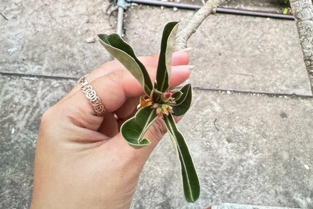 Hai trẻ ngộ độc mủ loài hoa thường trồng trước sân nhà - 2