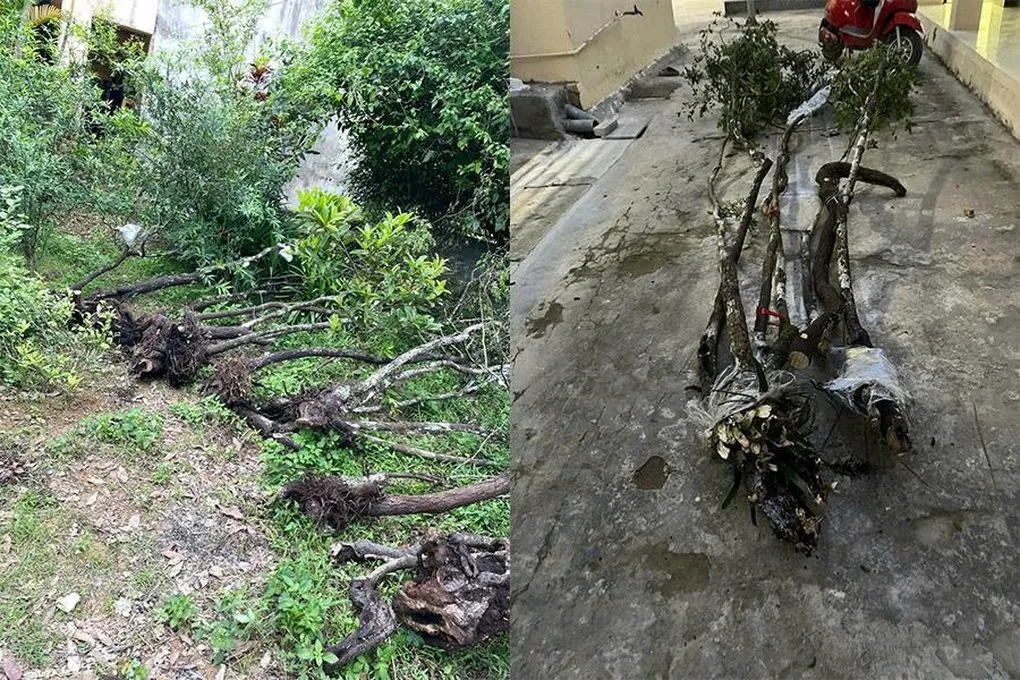 Hơn 81kg phôi muội hồng chuẩn bị được gửi qua đường bưu điện - 2