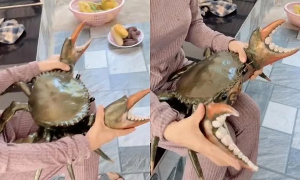 Thực hư clip con cua nặng 7kg, giá 3 triệu đồng ở miền Tây - 2