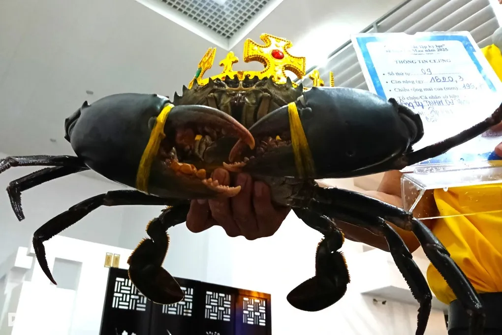 Thực hư clip con cua nặng 7kg, giá 3 triệu đồng ở miền Tây - 3