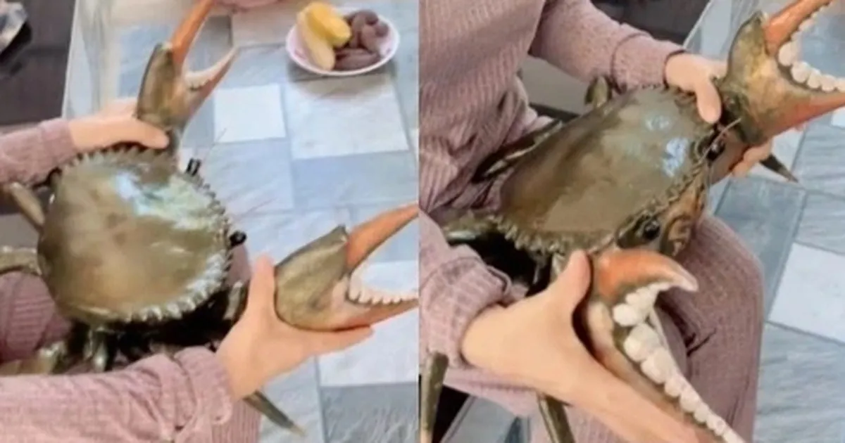 Thực hư clip con cua nặng 7kg, giá 3 triệu đồng ở miền Tây