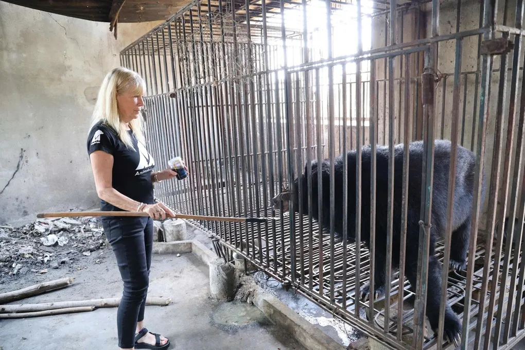 Cứu hộ 2 cá thể gấu, đặt tên là Chim vàng anh và Cúc cu - 1