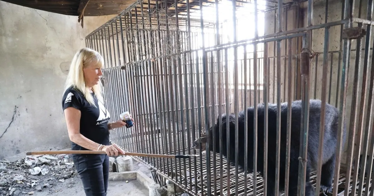 Cứu hộ 2 cá thể gấu, đặt tên là Chim vàng anh và Cúc cu