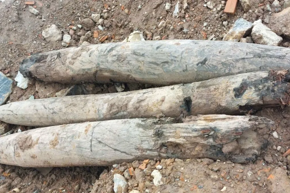 Phát hiện 3 cọc gỗ nghi liên quan trận địa quân sự thời Trần - 2