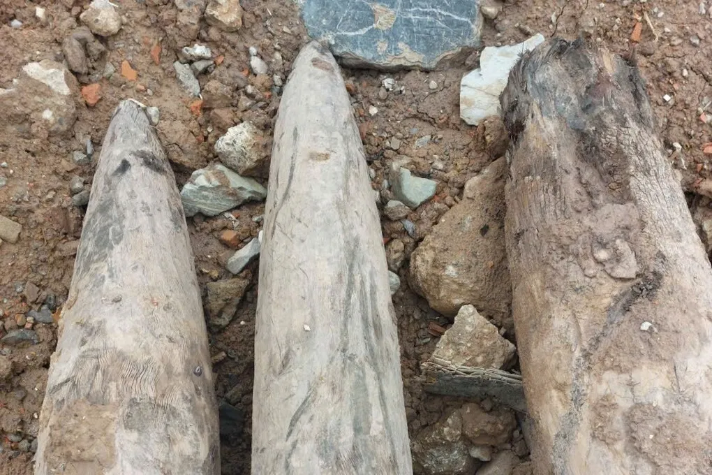 Phát hiện 3 cọc gỗ nghi liên quan trận địa quân sự thời Trần - 3