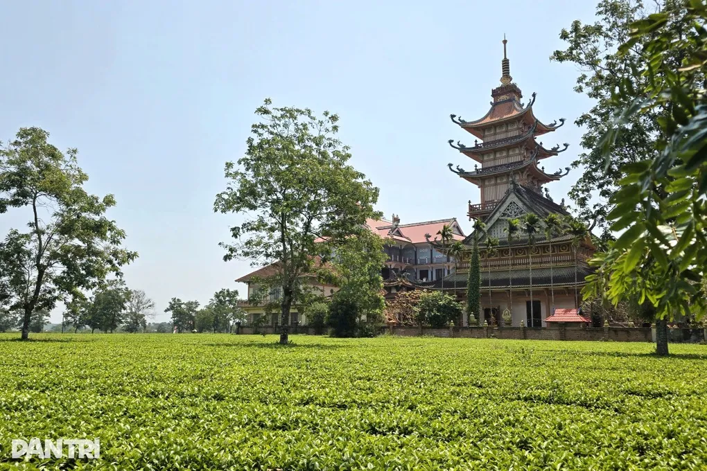 Gia Lai bác đề xuất chuyển đổi, yêu cầu giữ nguyên hơn 62ha chè ở Biển Hồ - 1