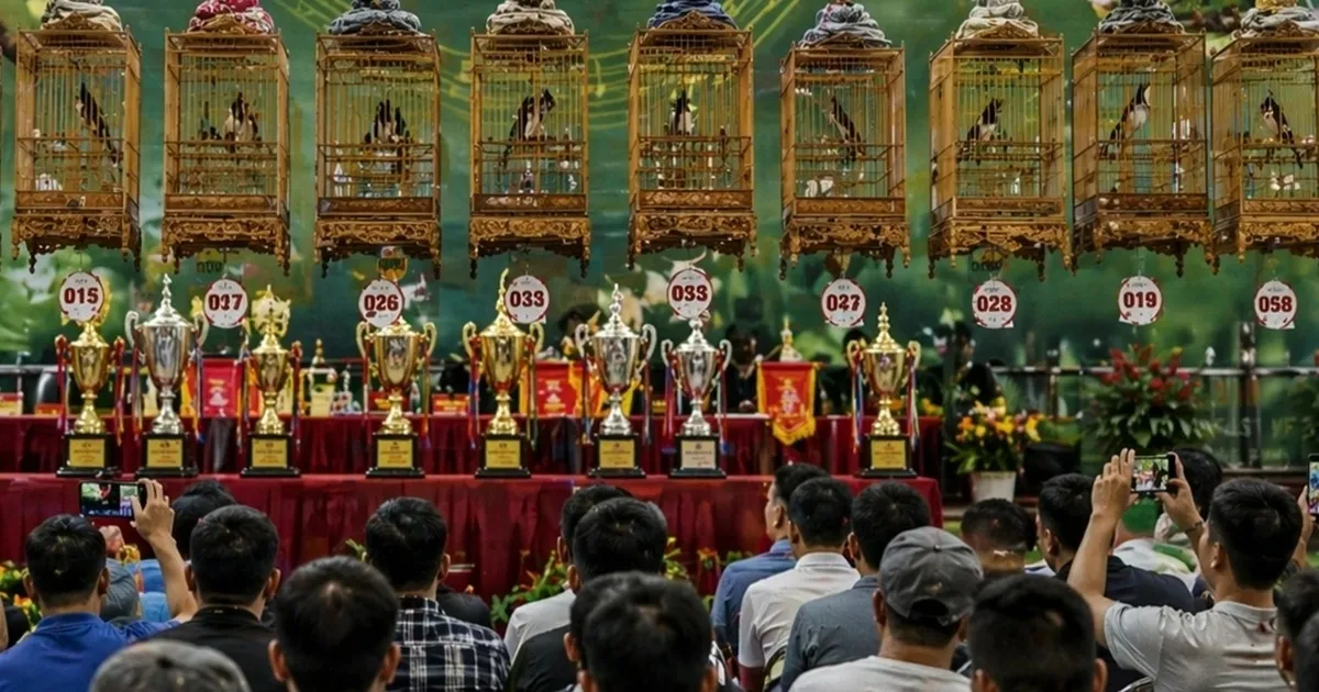 Xôn xao cuộc thi “tiếng hót chim chào mào”, giải nhất, nhì được tặng ô tô