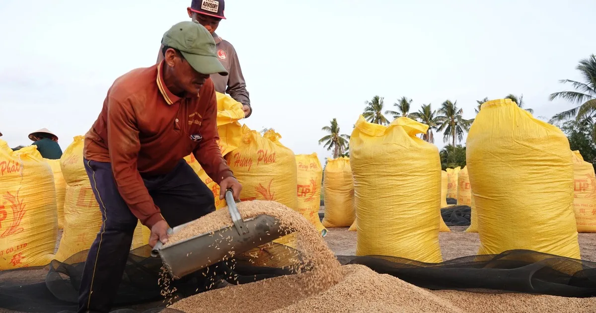 Vì sao giá gạo tăng nhưng nông dân không có lãi?