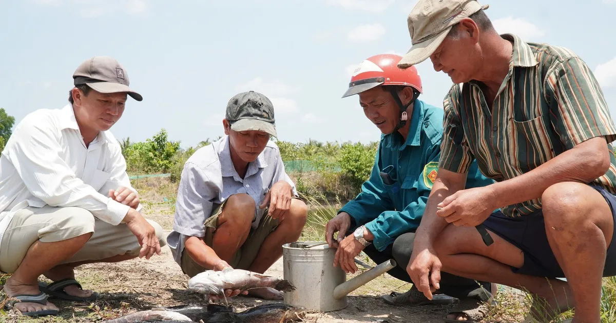 Cà Mau: Cá chết hàng loạt nghi do bơm cát thi công gây xâm nhập mặn