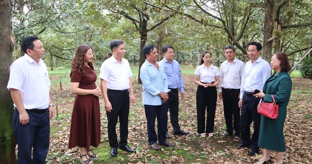 Đồng Nai: Kết nối, xây dựng chuỗi liên kết bền vững cho 'vua của các loại trái cây'
