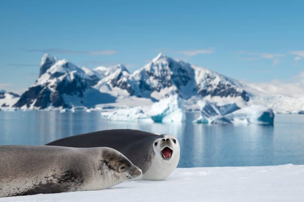 hải cẩu - Ảnh 1.