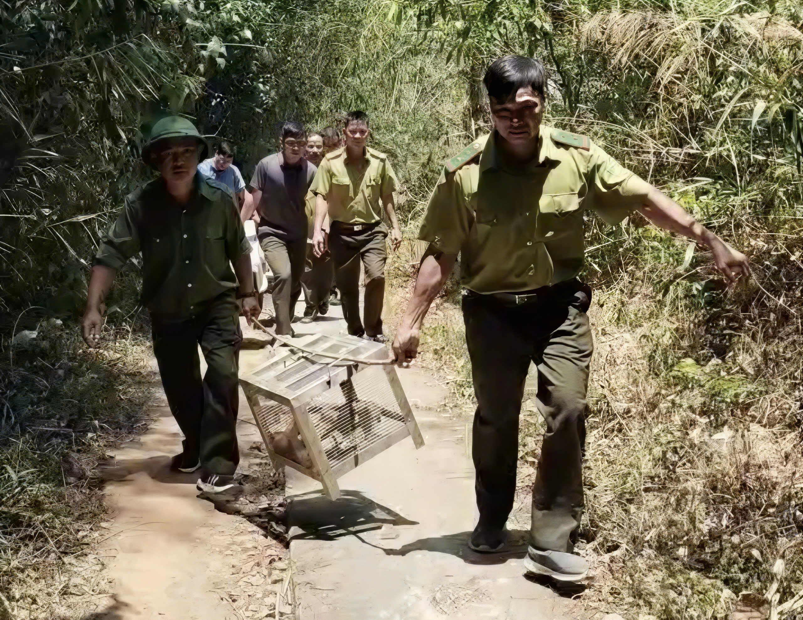 hổ mang chúa - Ảnh 1.