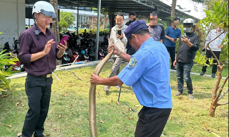 Rắn 'khủng' bò vào bệnh viện ở Đắk Lắk là hổ mang chúa cực độc, không phải rắn hổ trâu - Ảnh 2.
