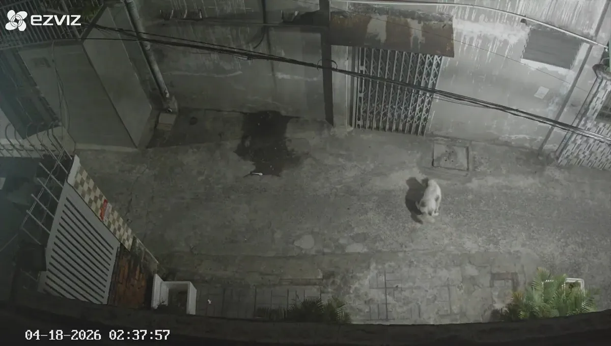 Chủ nuôi chó không biết ngượng thì phải xử lý, chứ sao phải kêu gọi mãi? - Ảnh 1.