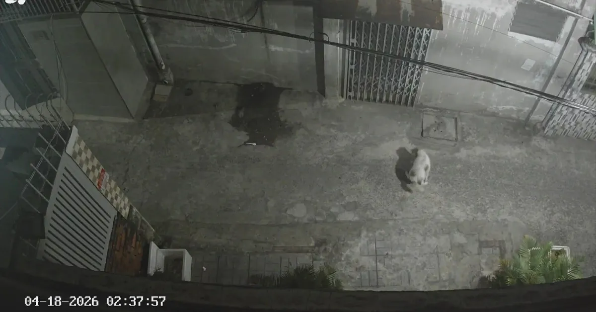 Chủ nuôi chó không biết ngượng thì phải xử lý, chứ sao phải kêu gọi mãi?