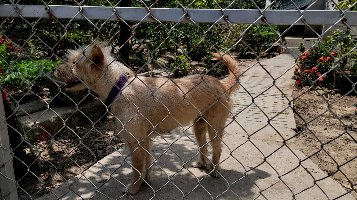 Một người đàn ông bán thịt chó ở Đồng Tháp chết do mắc bệnh dại - Ảnh 1.