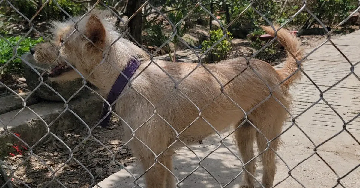 Một người đàn ông bán thịt chó ở Đồng Tháp chết do mắc bệnh dại