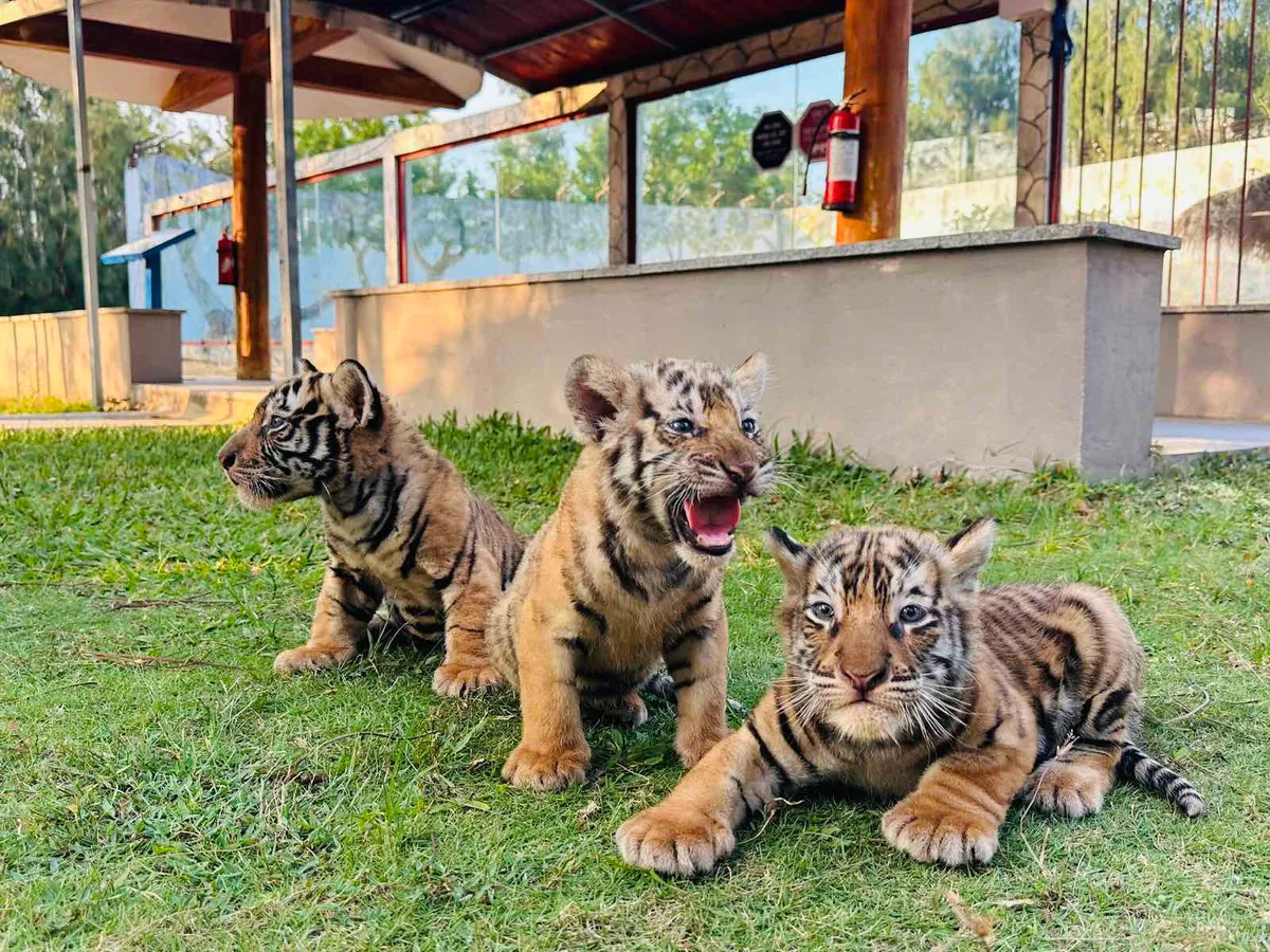 Hổ Bengal tại vườn thú FLC Quy Nhơn sinh 3 hổ con xinh xắn - Ảnh 1.