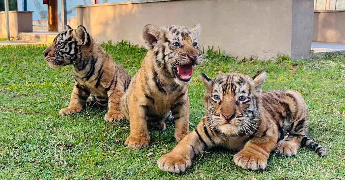 Hổ Bengal tại vườn thú FLC Quy Nhơn sinh 3 hổ con xinh xắn