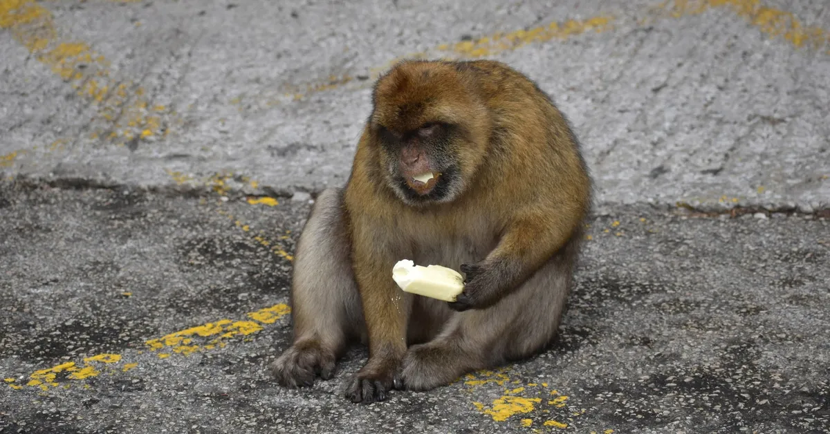 Độc lạ loài khỉ 'ăn đất' chữa đau bụng do... ăn đồ ăn nhanh của du khách