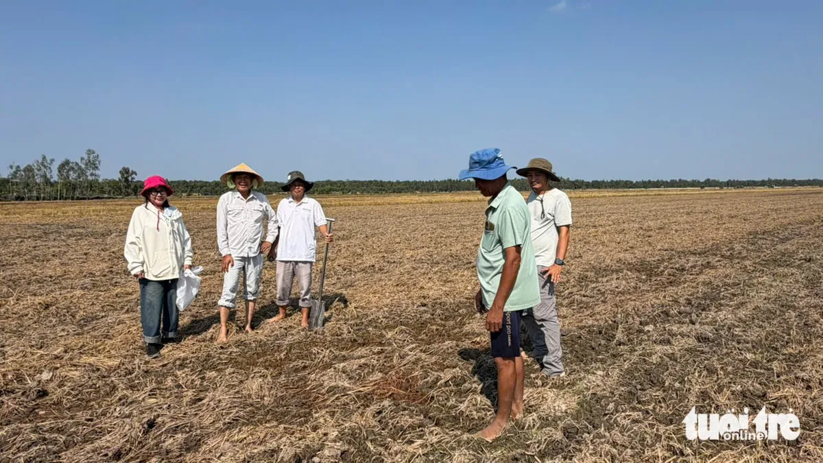 Khoảng 70% rơm phân hủy chỉ trong một tuần phun chế phẩm sinh học - Ảnh 1.