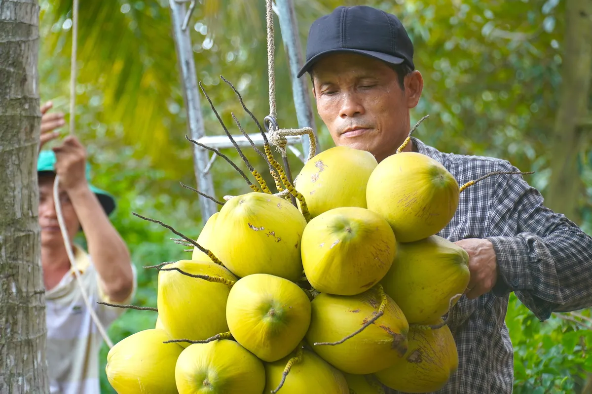 Dừa xiêm tăng giá nhờ thời tiết nắng nóng - Ảnh 1.