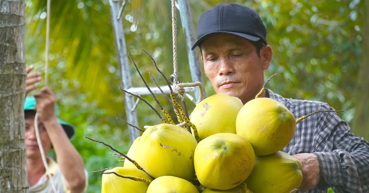 Dừa xiêm tăng giá nhờ thời tiết nắng nóng