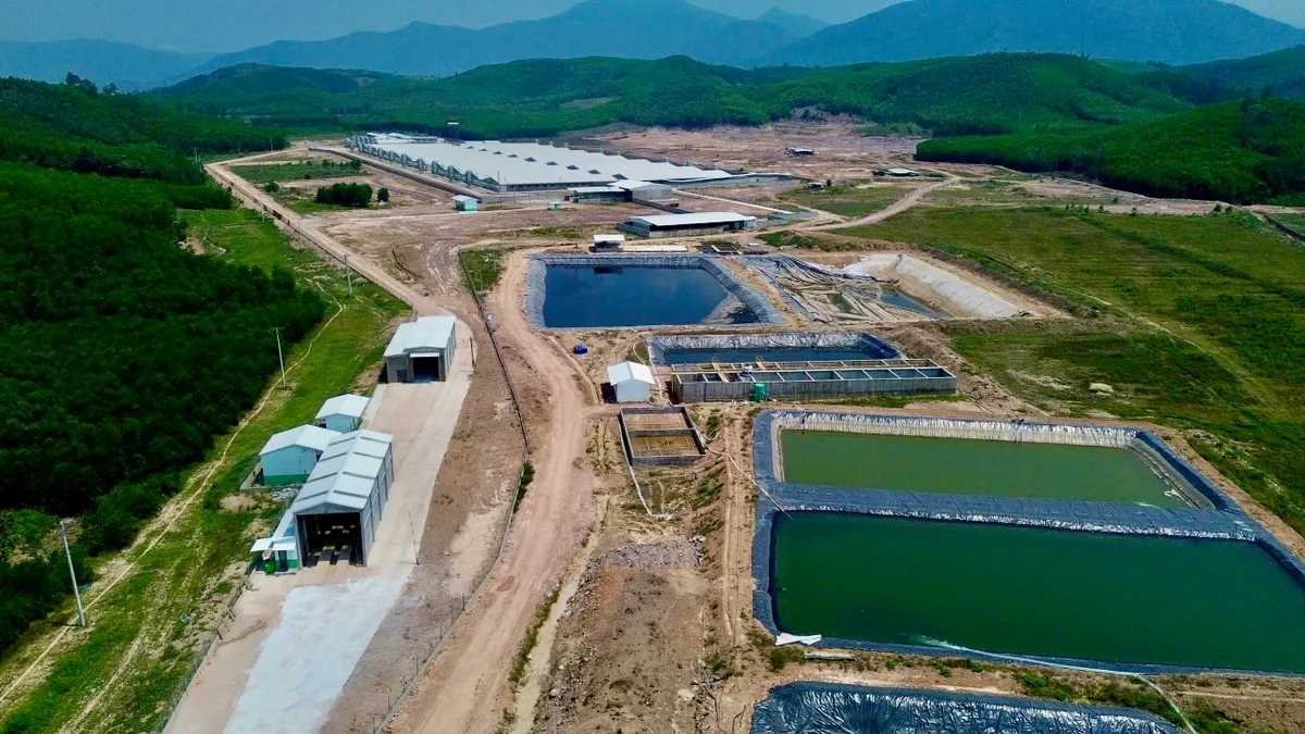 trại heo - Ảnh 1.