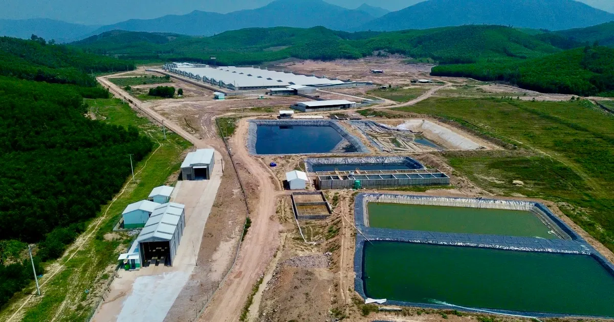 Mùi hôi từ trại heo 'tra tấn' người dân: Yêu cầu khắc phục trước ngày 2-5