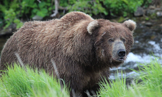 Một con gấu tại Anchorage, Alaska. Ảnh: Anchorage.net
