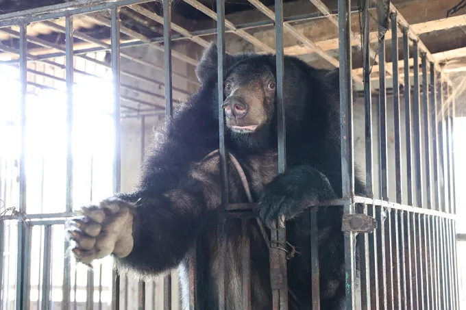 Gấu ngựa cái được nuôi nhốt trong lồng sắt tại nhà một hộ dân ở xã Quang Đồng. Ảnh: Tổ chức Động vật châu Á