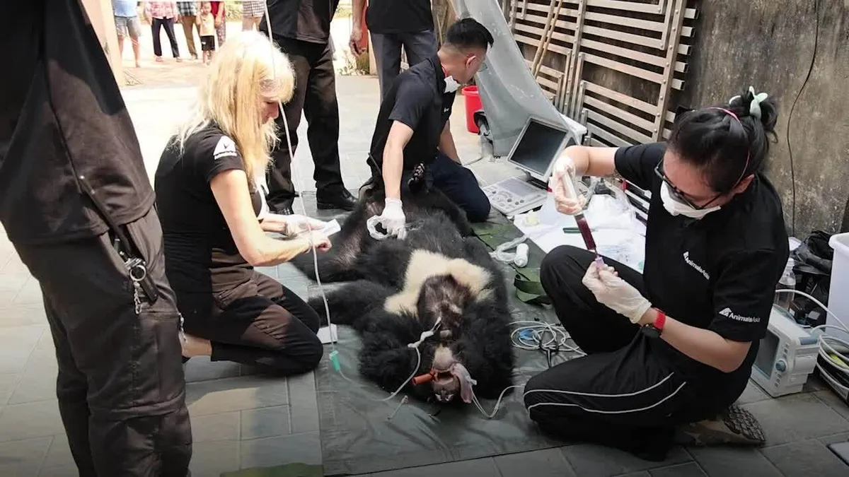 Người dân giao nộp hai gấu ngựa nuôi hơn 20 năm