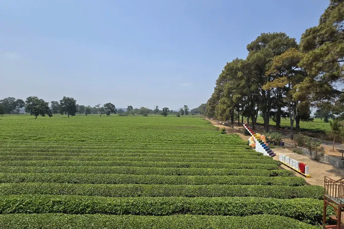 UBND tỉnh Gia Lai quyết định giữ nguyên hơn 62 ha chè nhằm phục vụ cảnh quan, du lịch. Ảnh: Kim Thi