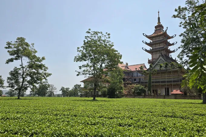 Đồi chè gắn với cảnh quan du lịch chùa Bửu Minh. Ảnh: Kim Thi