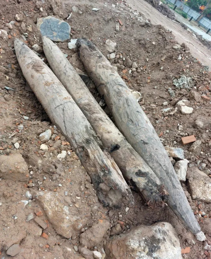 Số cọc gỗ được phát hiện còn khá nguyên vẹn. Ảnh: Hoa Lư